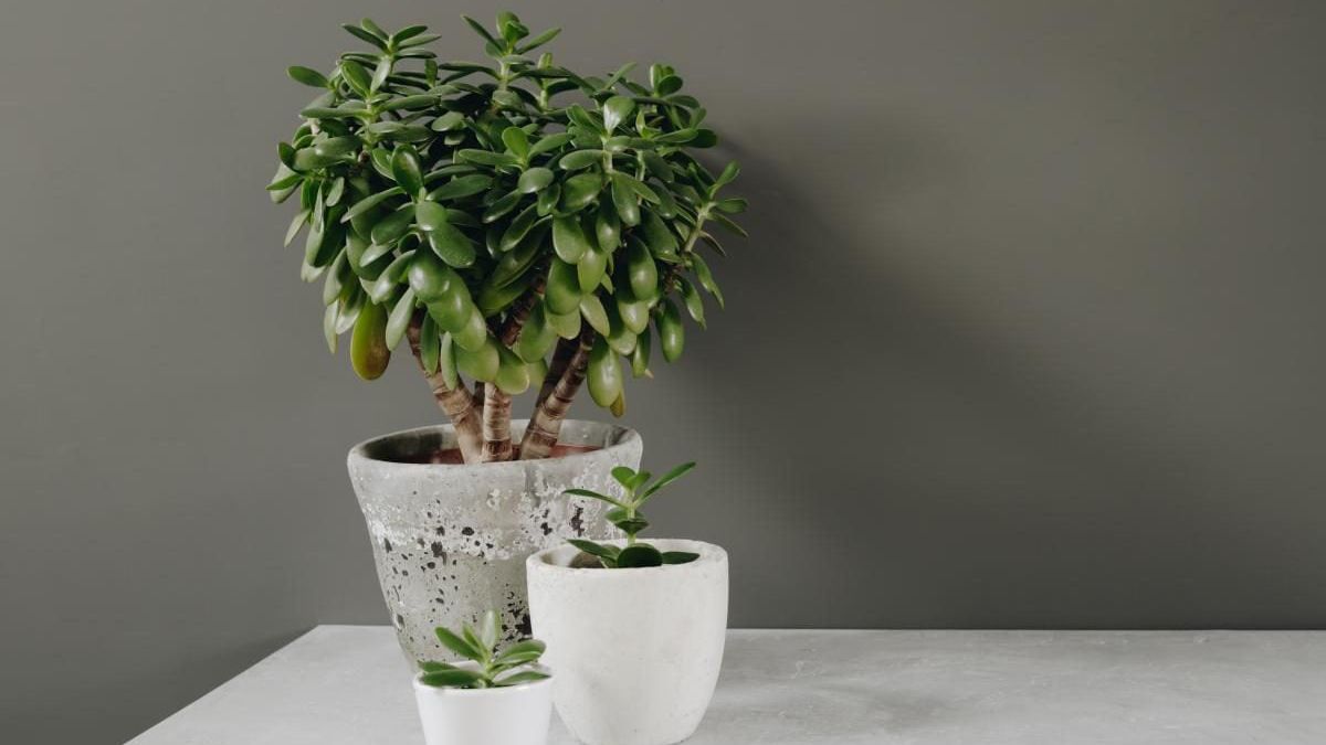 Удобрение, улучшающее рост денежного дерева