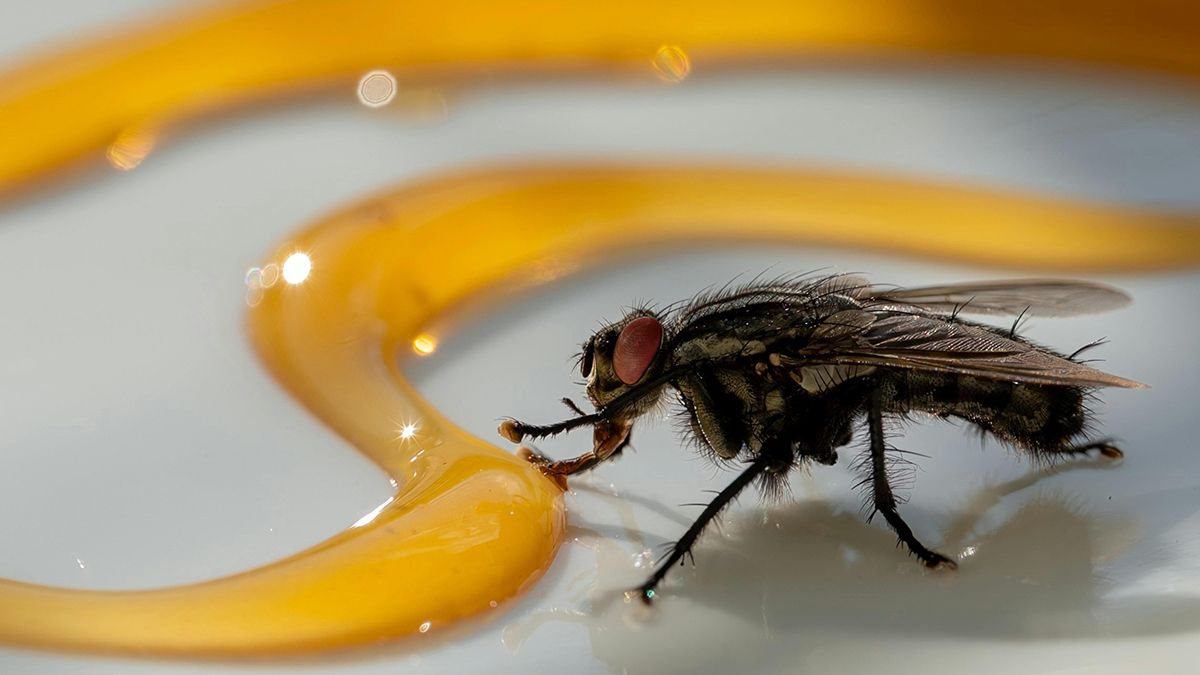 Мухи можуть з'явитися в квартирі навіть взимку Мухи можуть з'явитися в квартирі навіть взимку