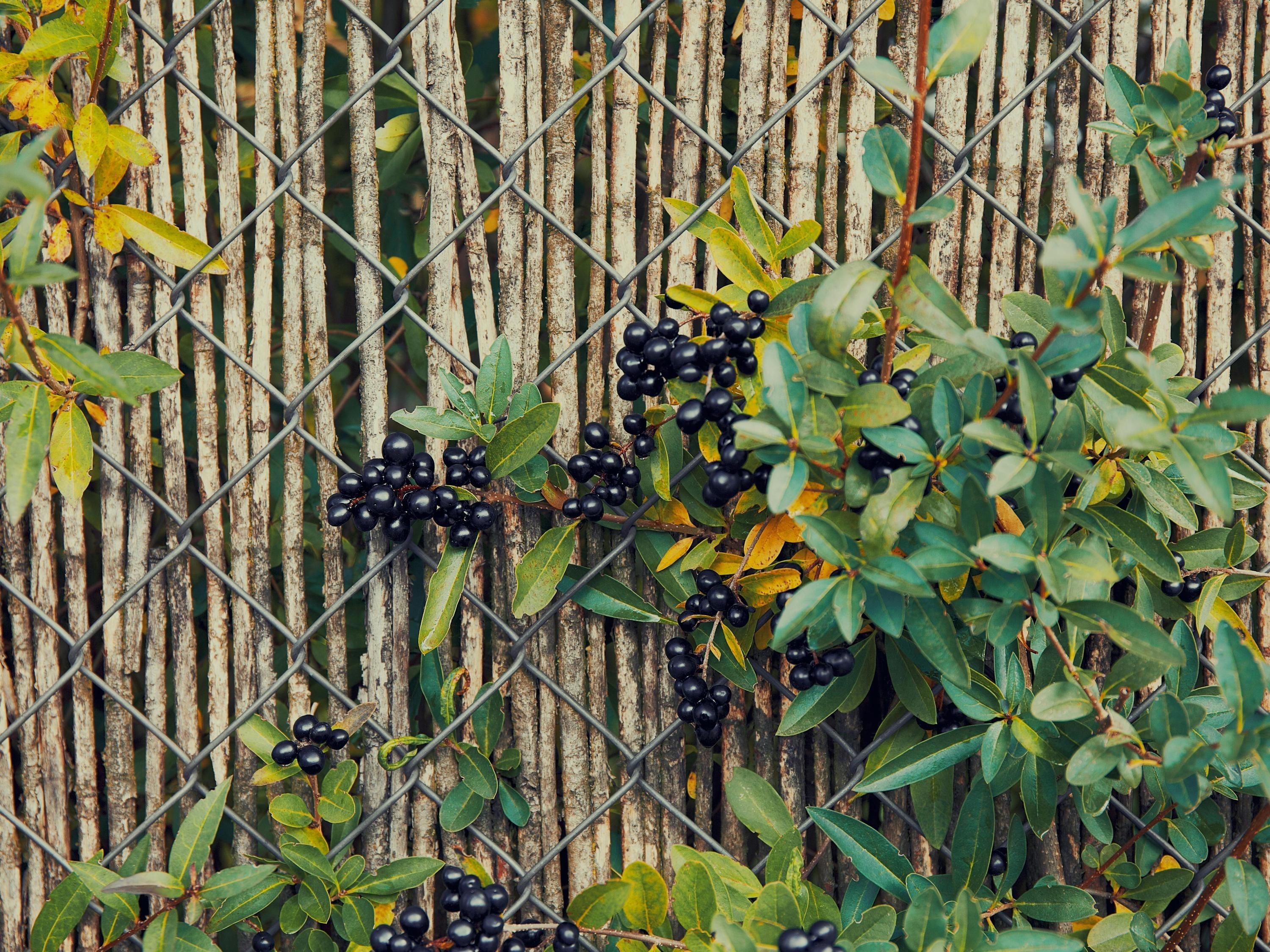 Кілька рослин не варто вирощувати у саду Кілька рослин не варто вирощувати у саду