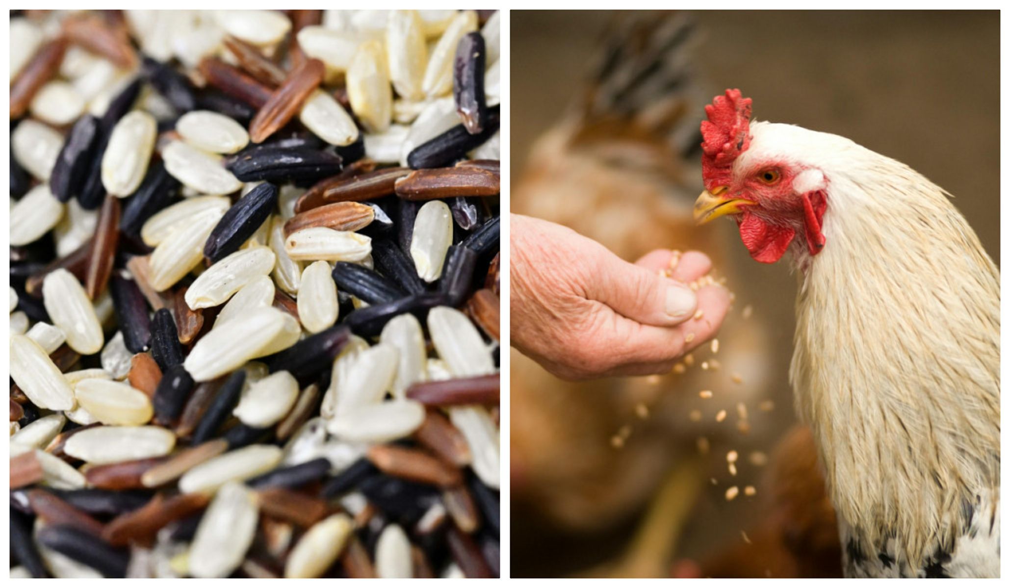 Чем кормить кур зимой