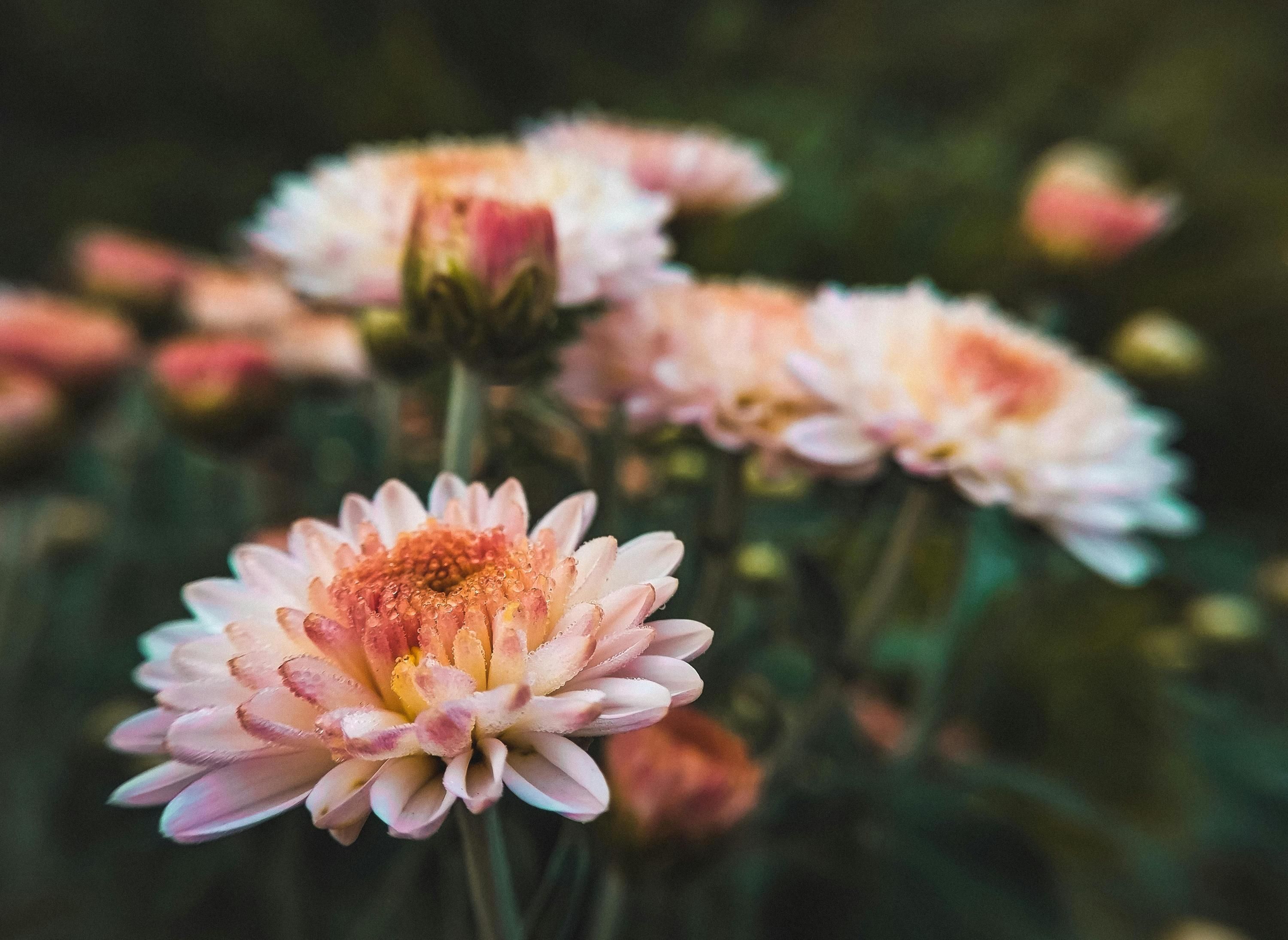 В листопаді можна висадити хризантеми в саду В листопаді можна висадити хризантеми в саду