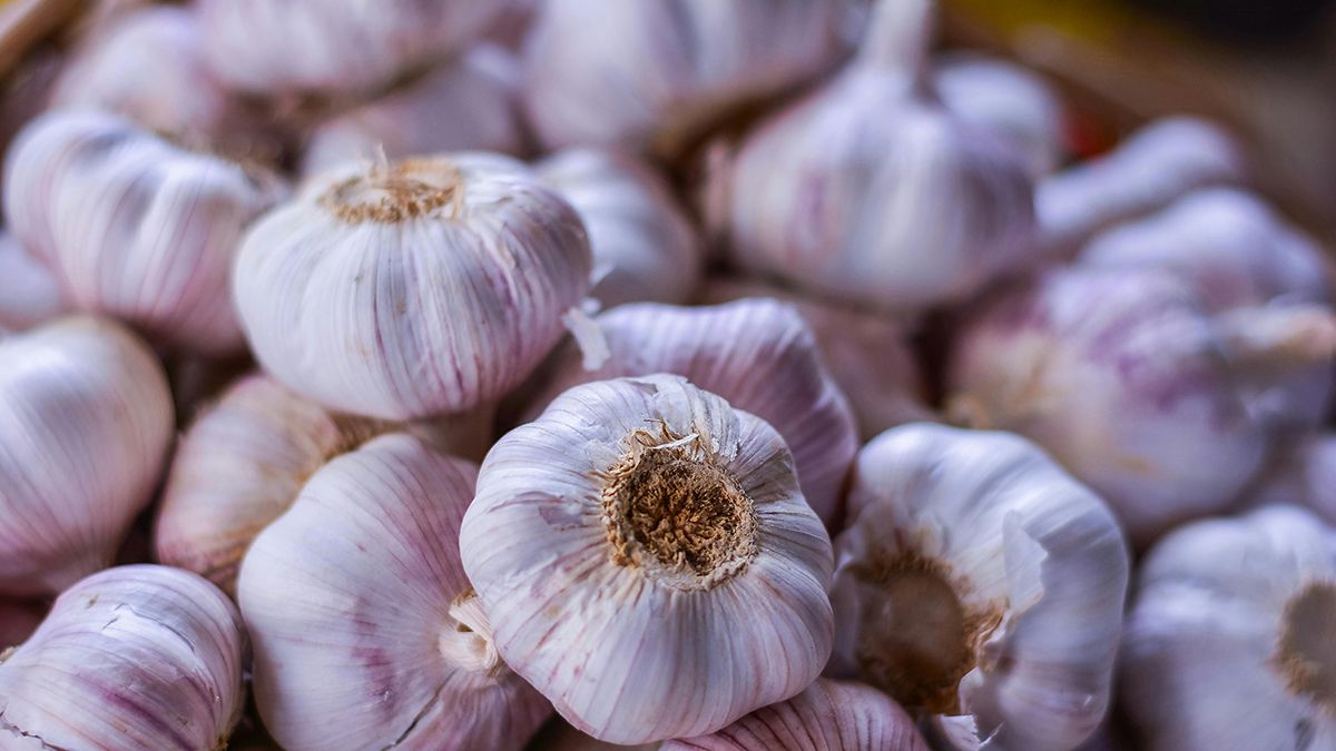 Чеснок нужно правильно хранить на зиму Чеснок нужно правильно хранить на зиму