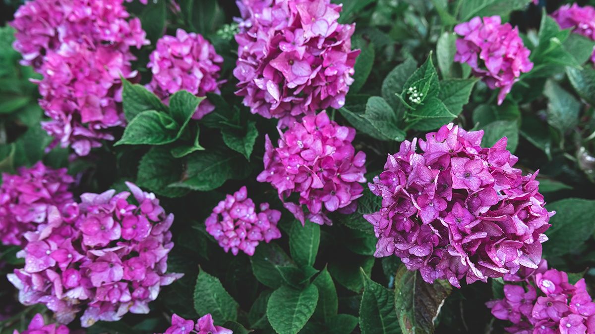 Гортензии нужно утеплить