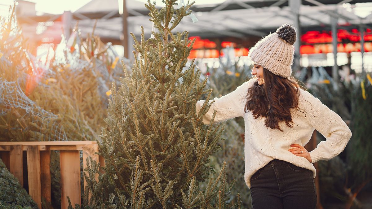 У ялинці можуть ховатися павуки У ялинці можуть ховатися павуки