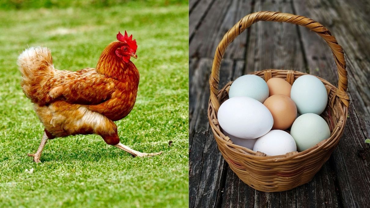 Как обращаться с курами зимой Как обращаться с курами зимой