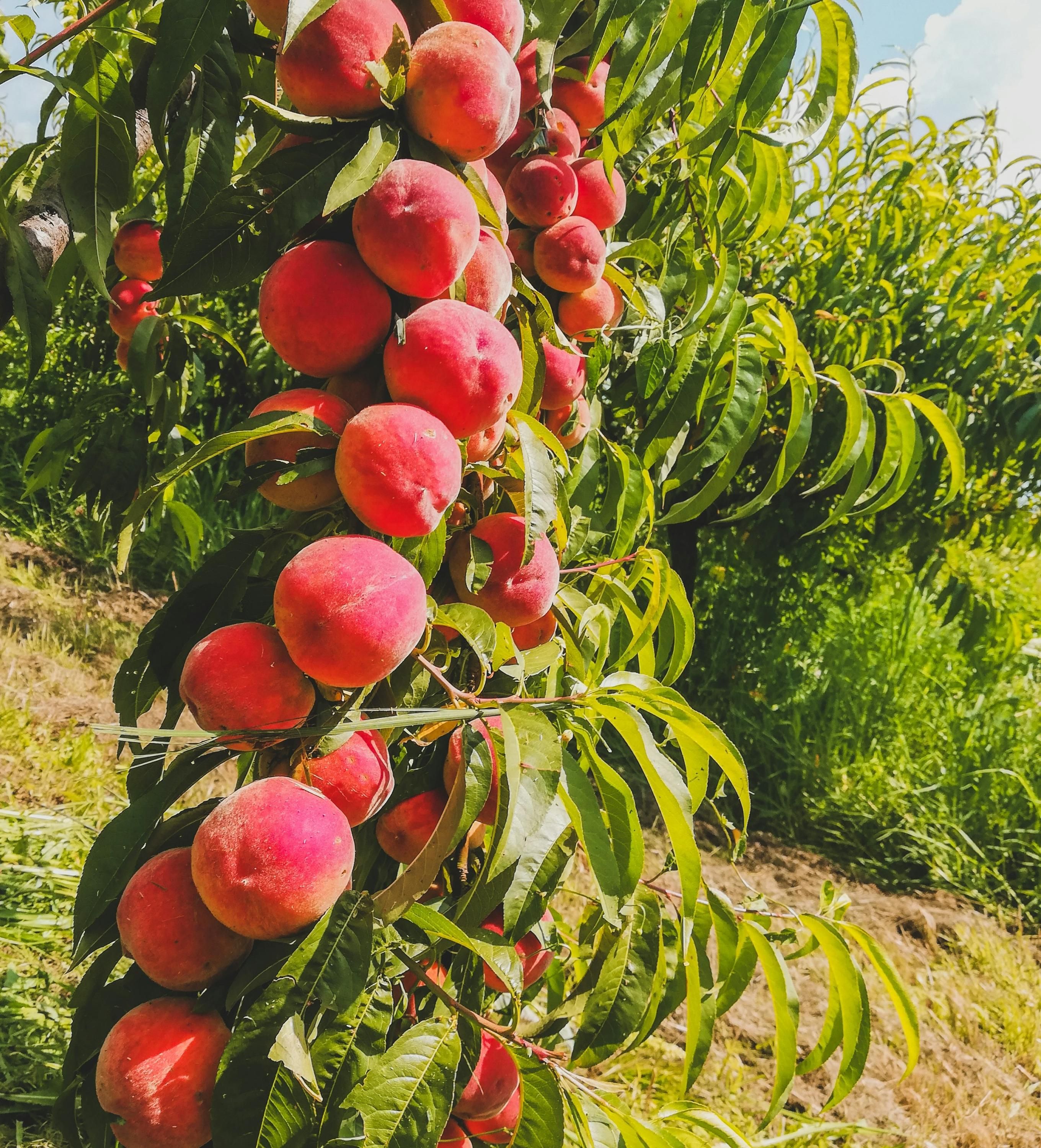 Великолепные деревья в саду Великолепные деревья в саду