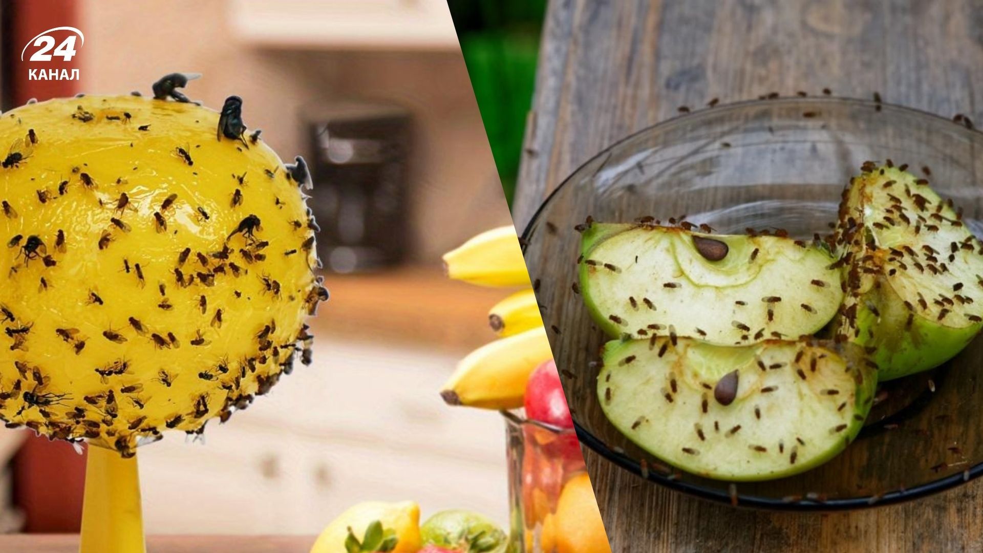 Мошок на кухні можна легко позбутися 