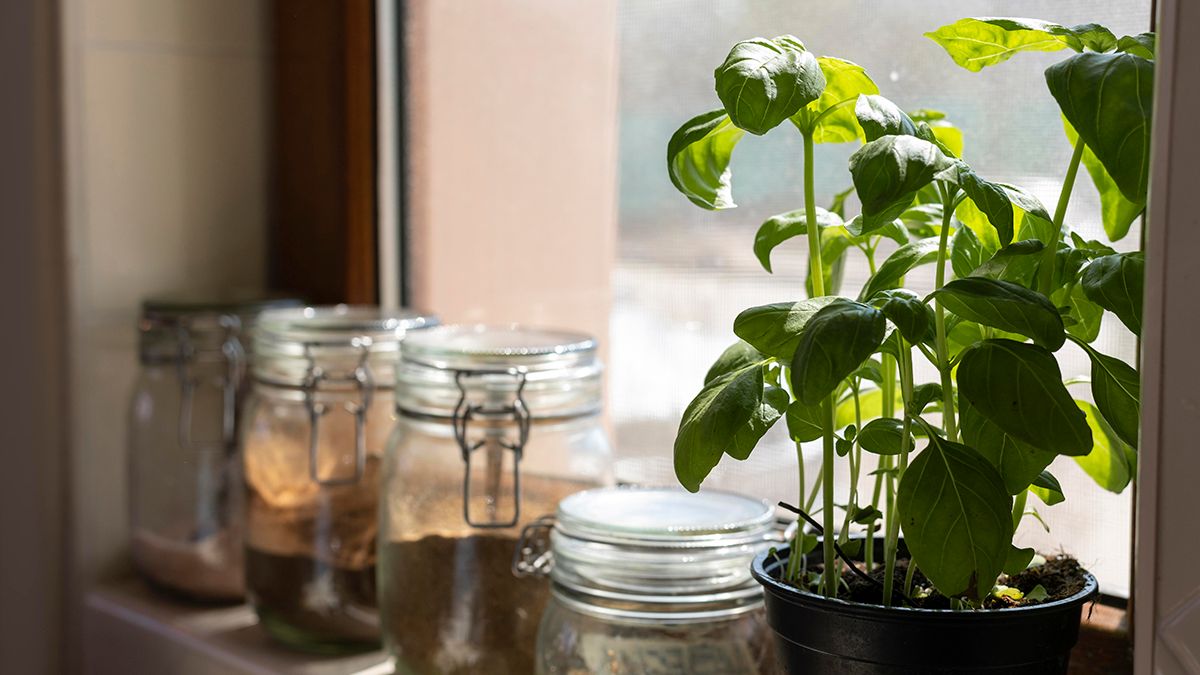 Рослини, які можна вирощувати вдома Рослини, які можна вирощувати вдома
