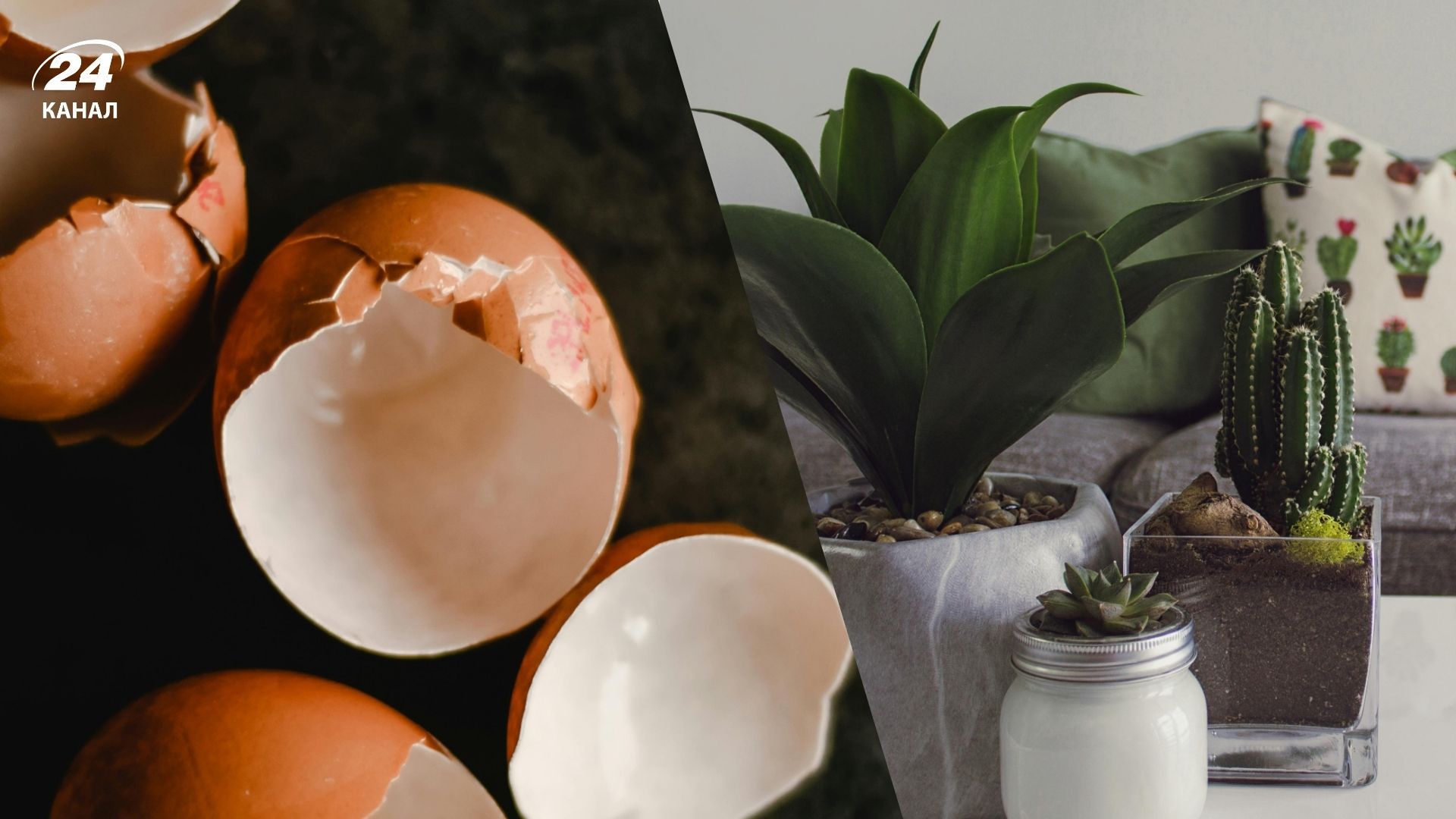 Погані добрива для кімнатних рослин