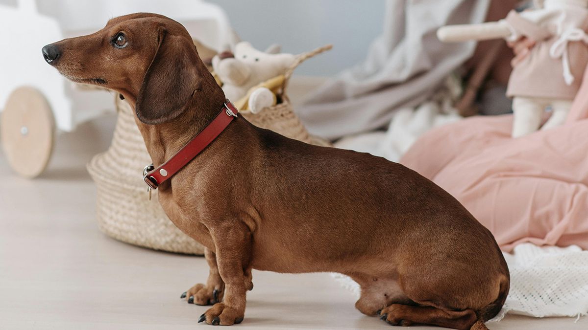 Породи собак, які борються зі шкідниками