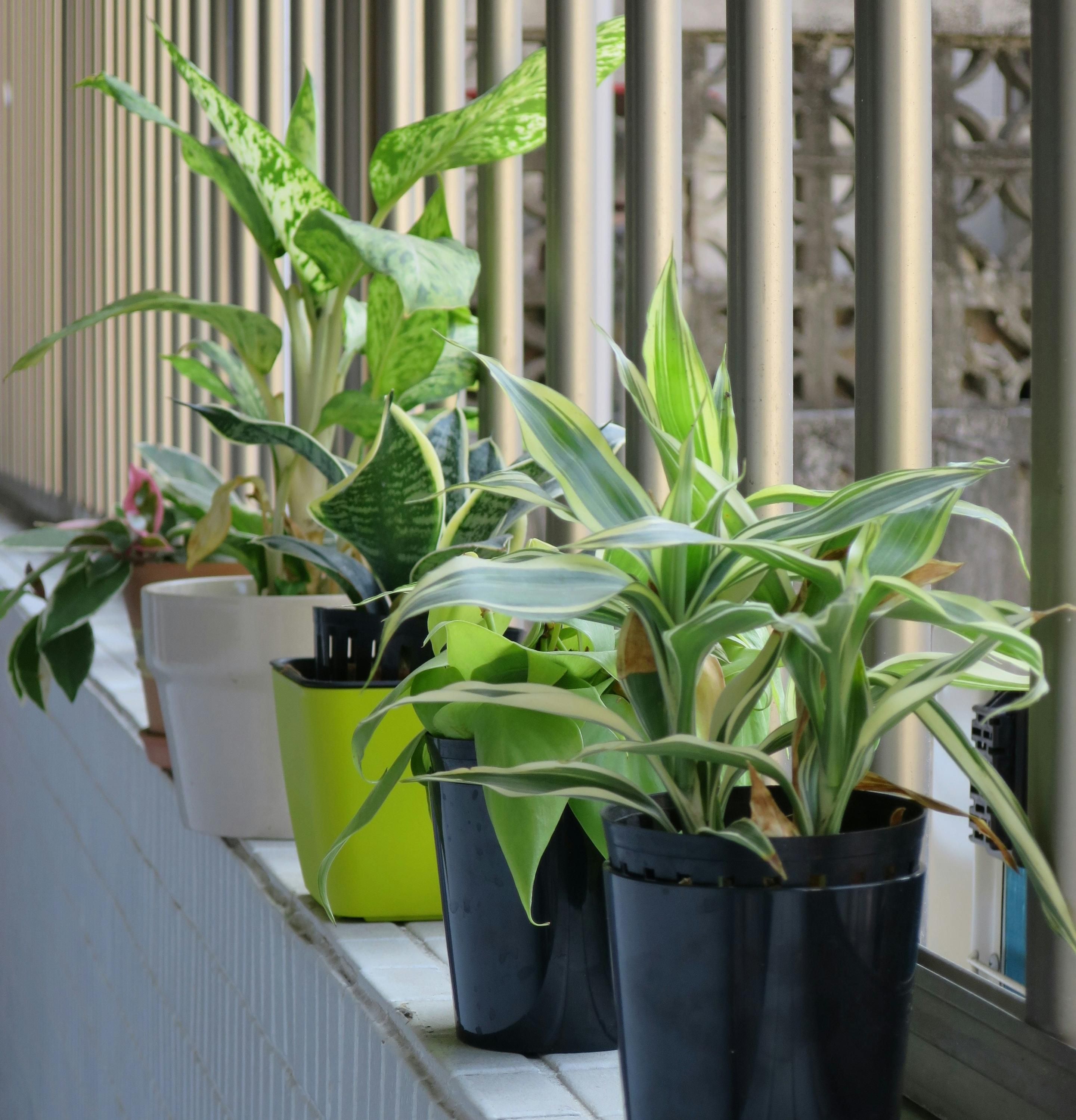 Их стоит держать на балконе Их стоит держать на балконе