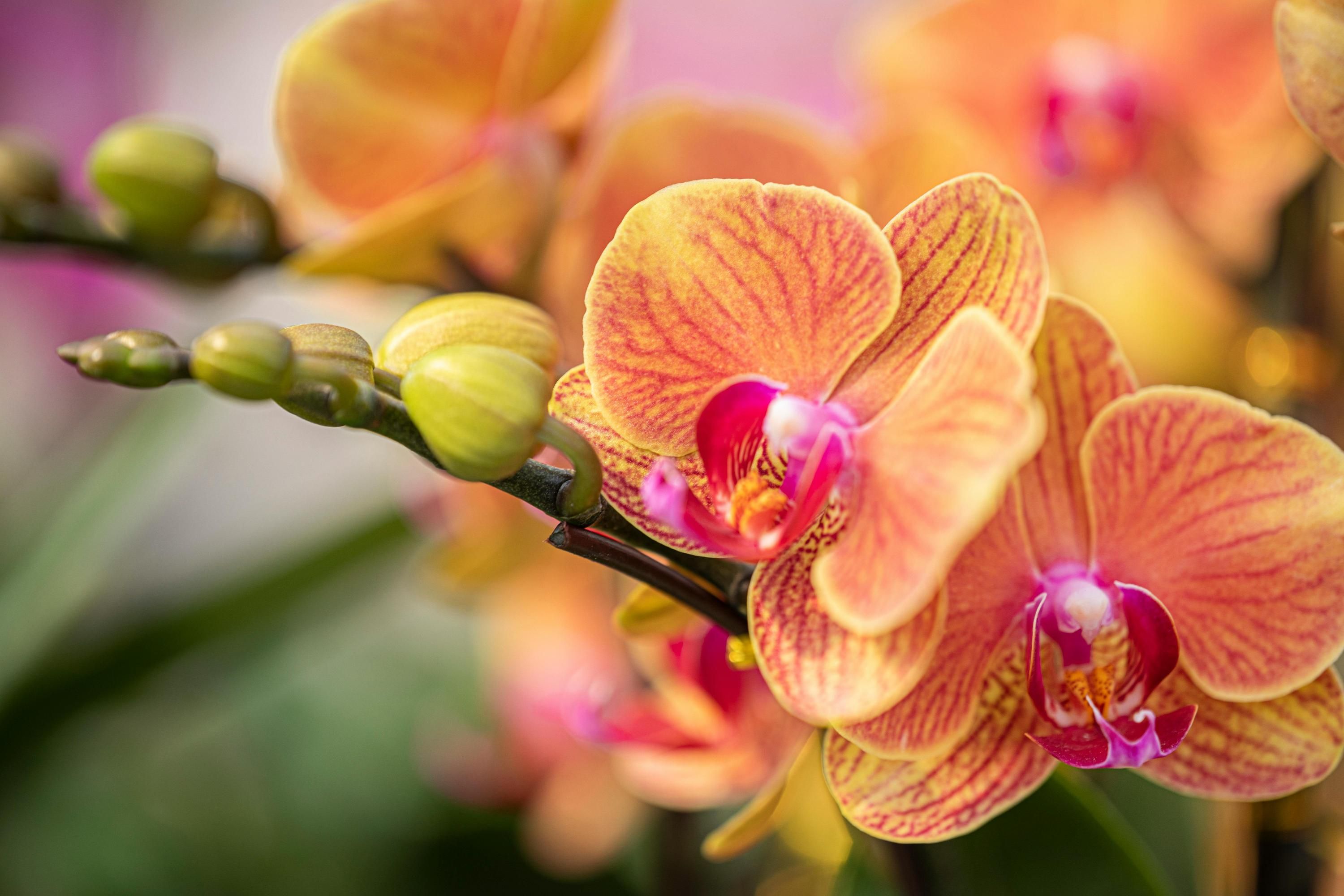 Орхидеи нуждаются в простом уходе