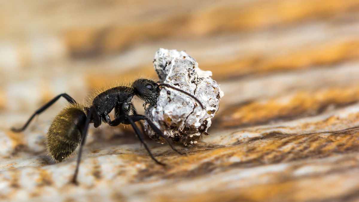 Мурах легко вивести з горщиків