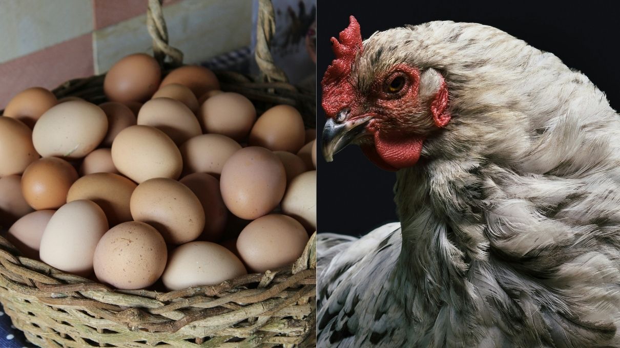 Ці кури будуть нестися цілу зиму Ці кури будуть нестися цілу зиму