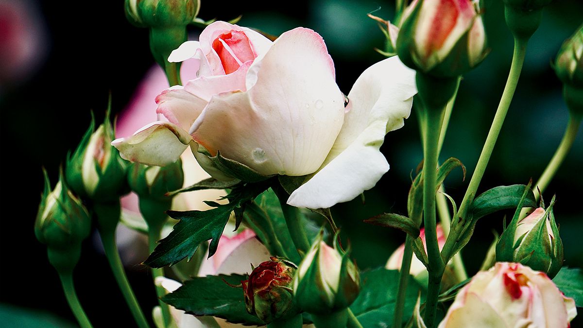 За розами нужно ухаживать даже зимой За розами нужно ухаживать даже зимой