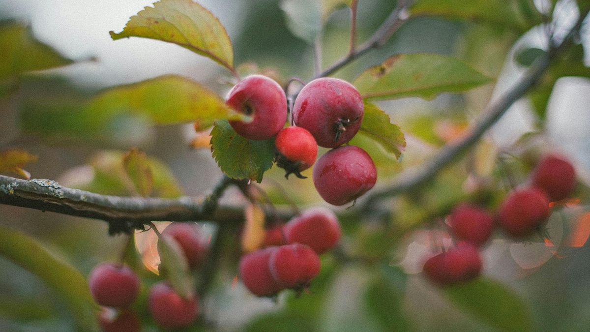 Фруктові дерева, які можуть рости у теплиці