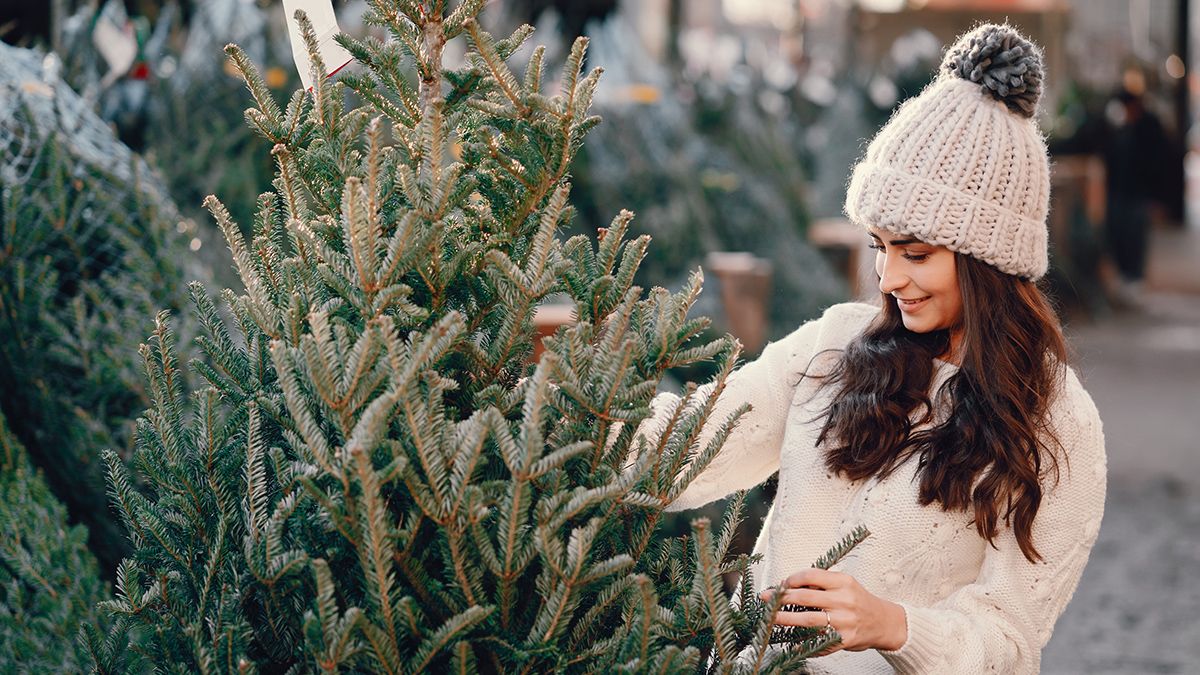 Жива ялинка найкраще пахне Жива ялинка найкраще пахне