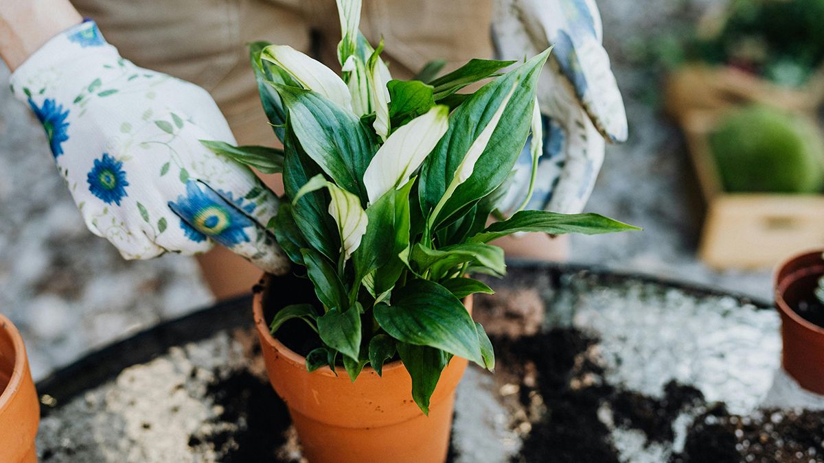 Цвітіння мирної лілії легко відновити Цвітіння мирної лілії легко відновити
