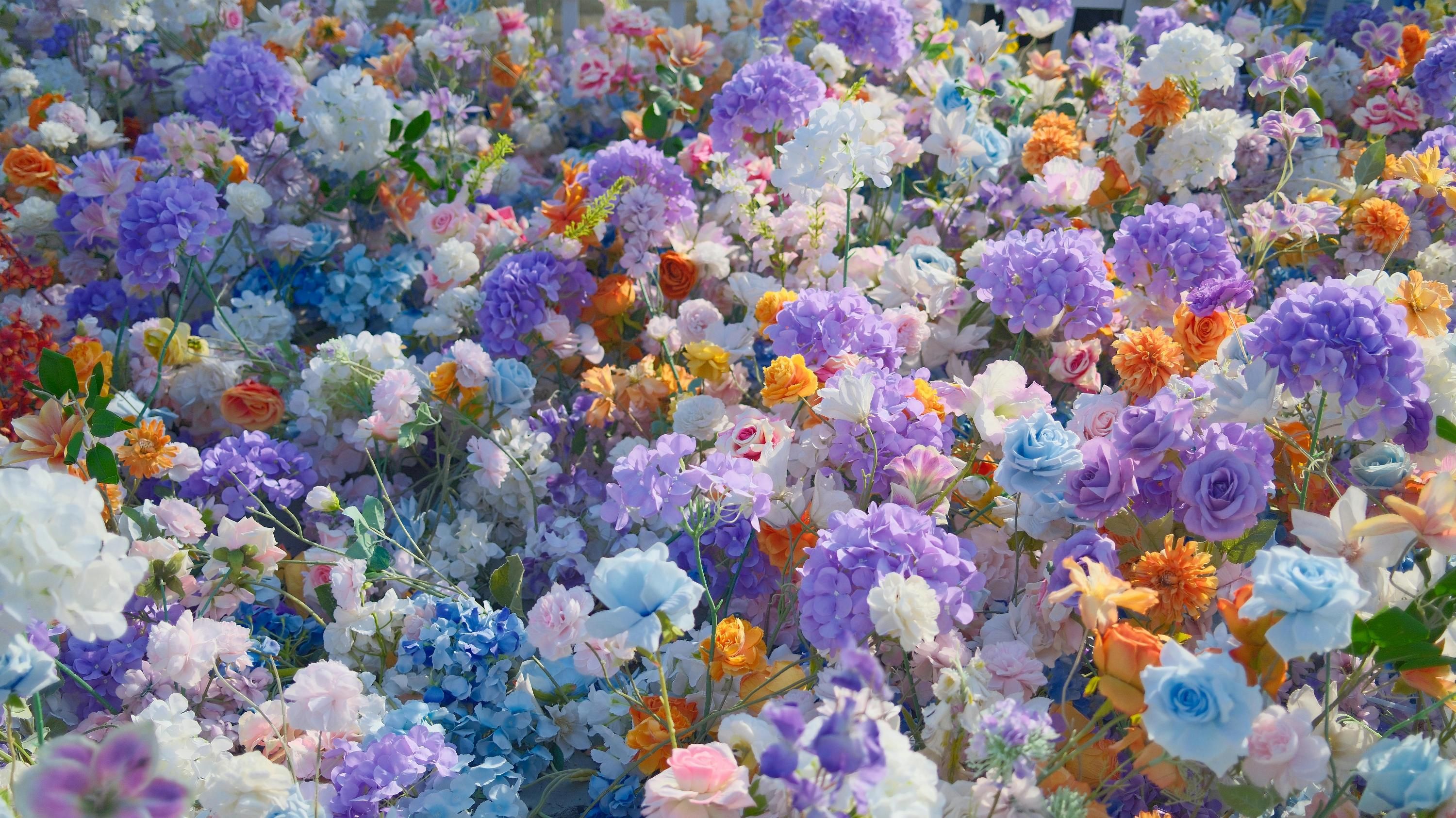 В декабре можно сажать некоторые цветы В декабре можно сажать некоторые цветы