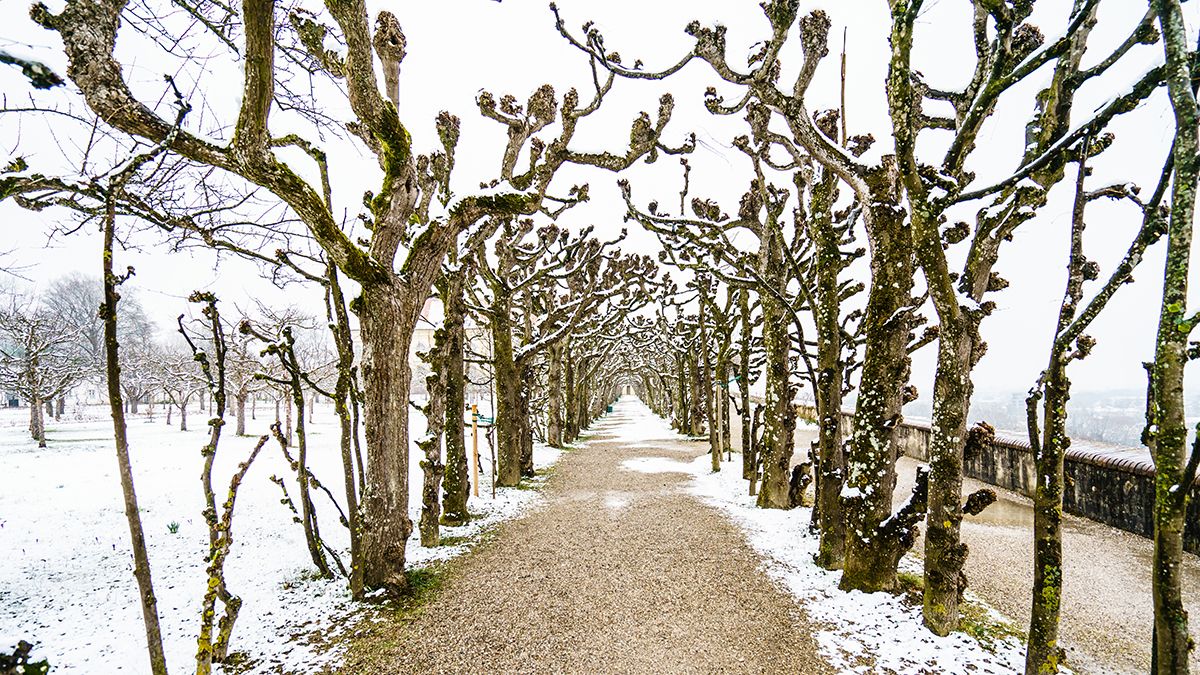 Дерева обмотують садовим бантом