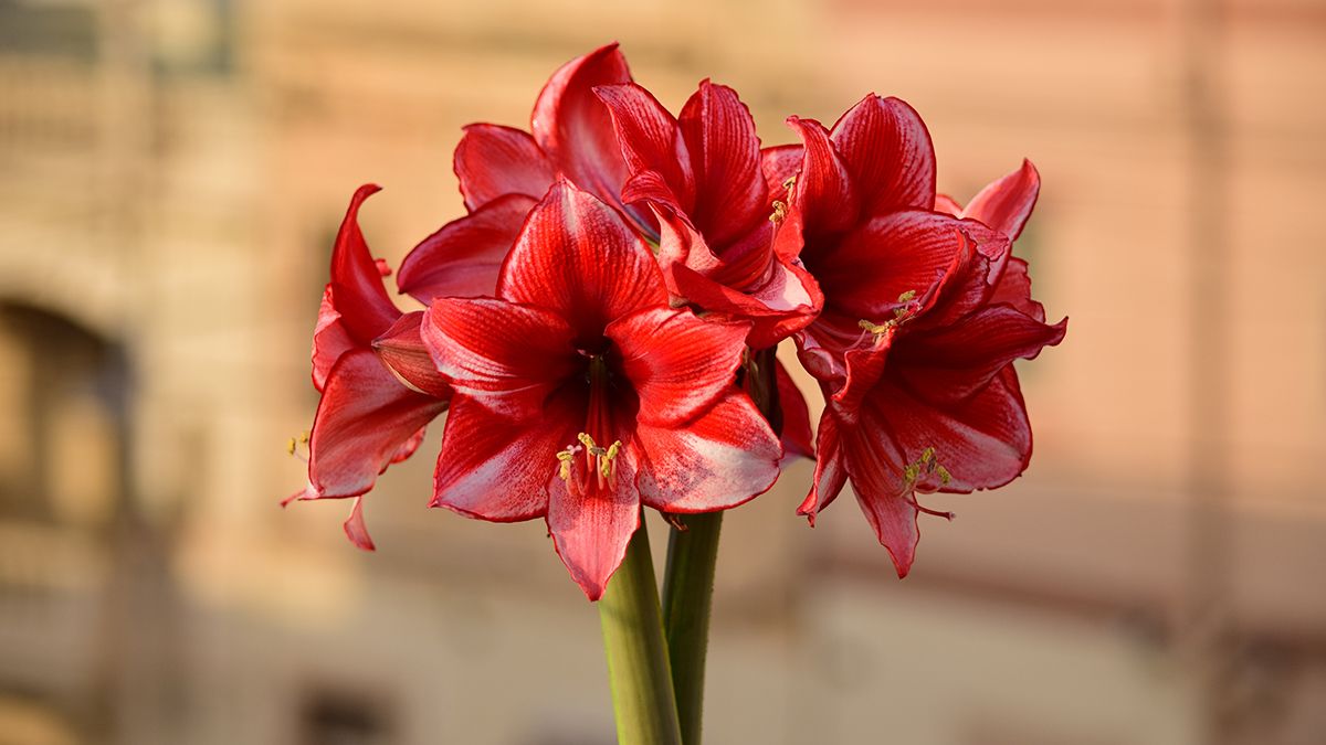 Цвітіння амариліса можна продовжити