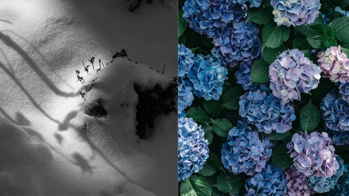 Как уберечь гортензию от мороза