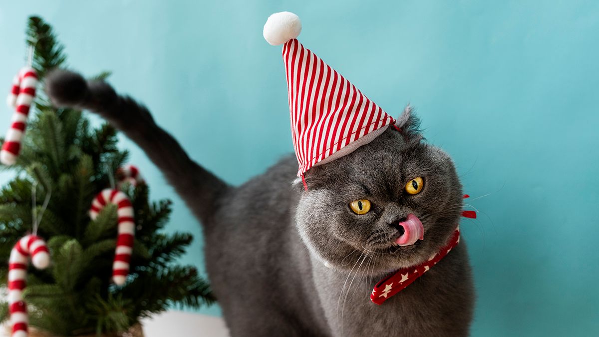 Фольга відлякує котів від ялинки Фольга відлякує котів від ялинки