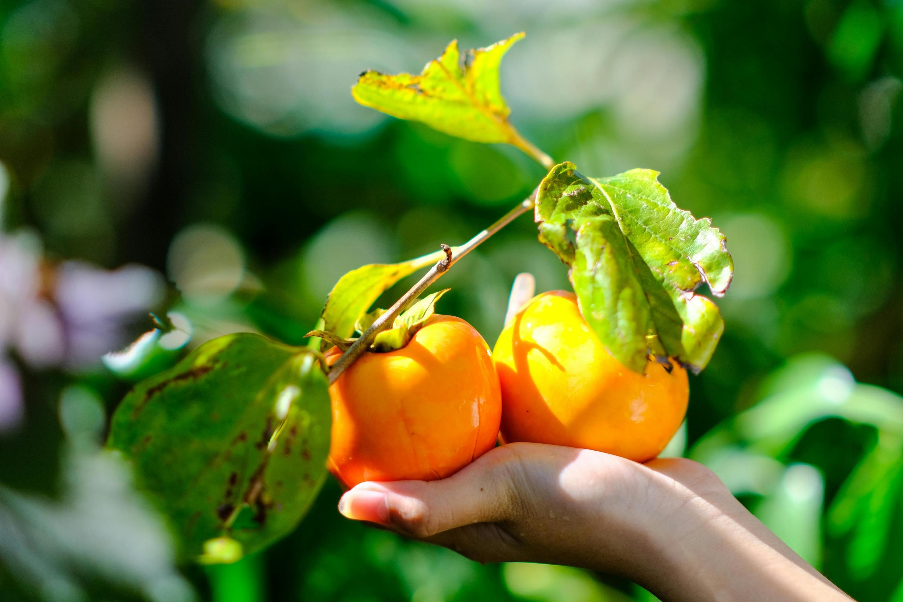Деякі сорти хурми зовсім не терпкі Деякі сорти хурми зовсім не терпкі