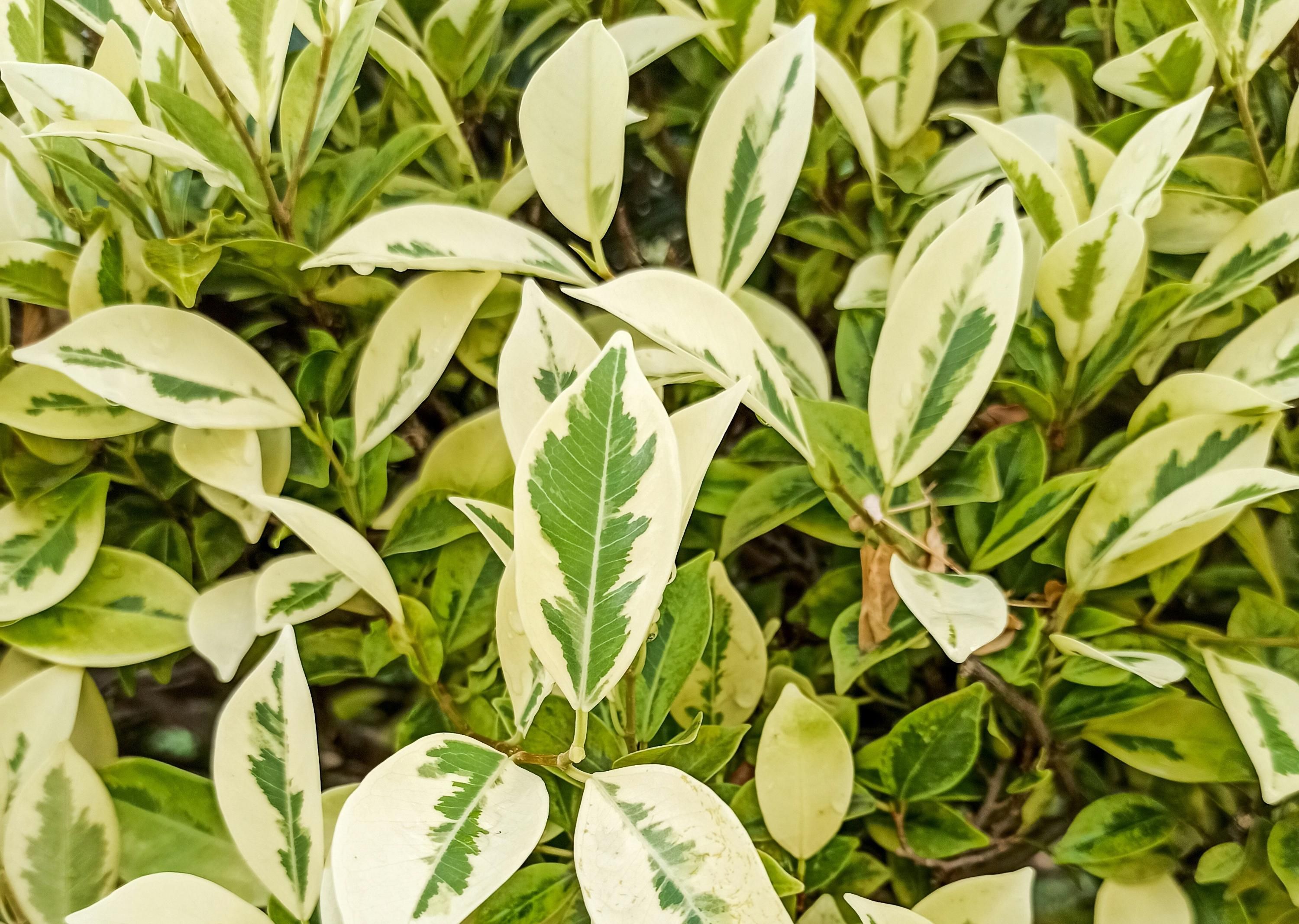 Как ухаживать за фикусом