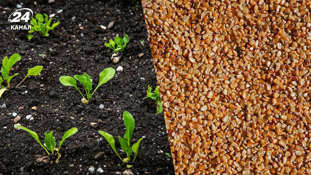 Крупа на огороде - почему не стоит сеять крупу и откуда пошел этот миф