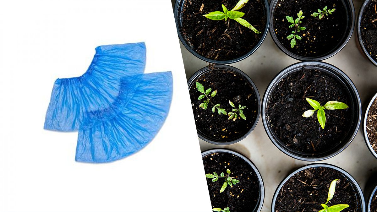 Бахіли вдома - як можна використовувати бахілиу побуті Бахіли вдома - як можна використовувати бахілиу побуті