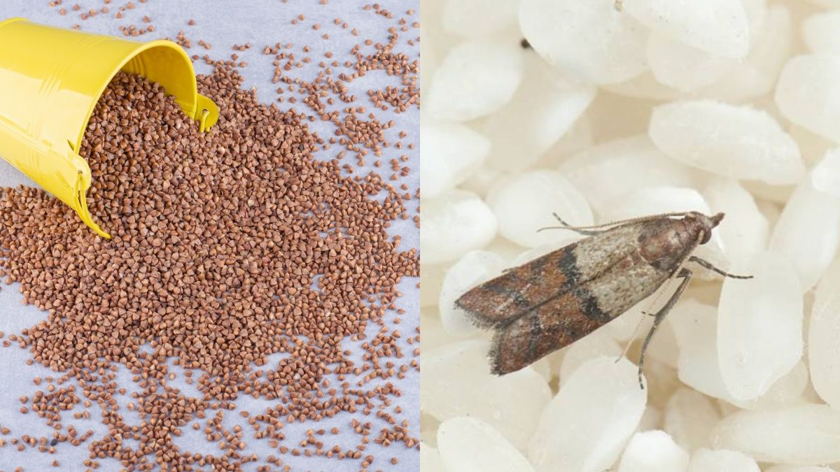 Мель из пищи легко вывести