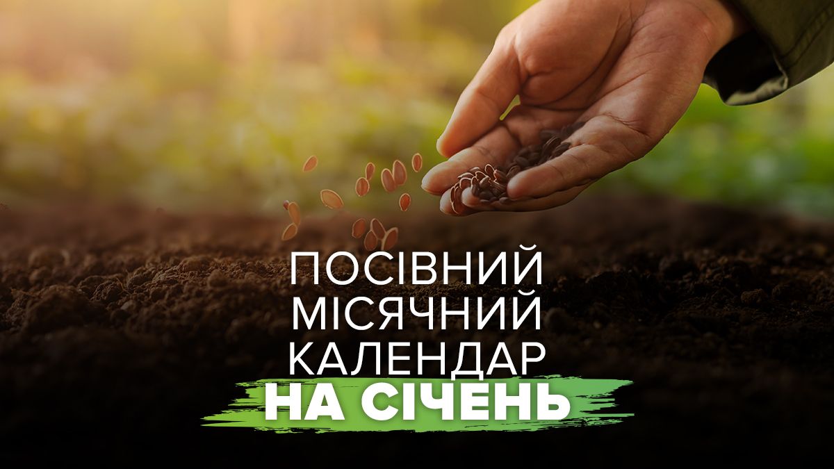 Посівний місячний календар на січень 2025 - що і коли ще можна сіяти Посівний місячний календар на січень 2025 - що і коли ще можна сіяти