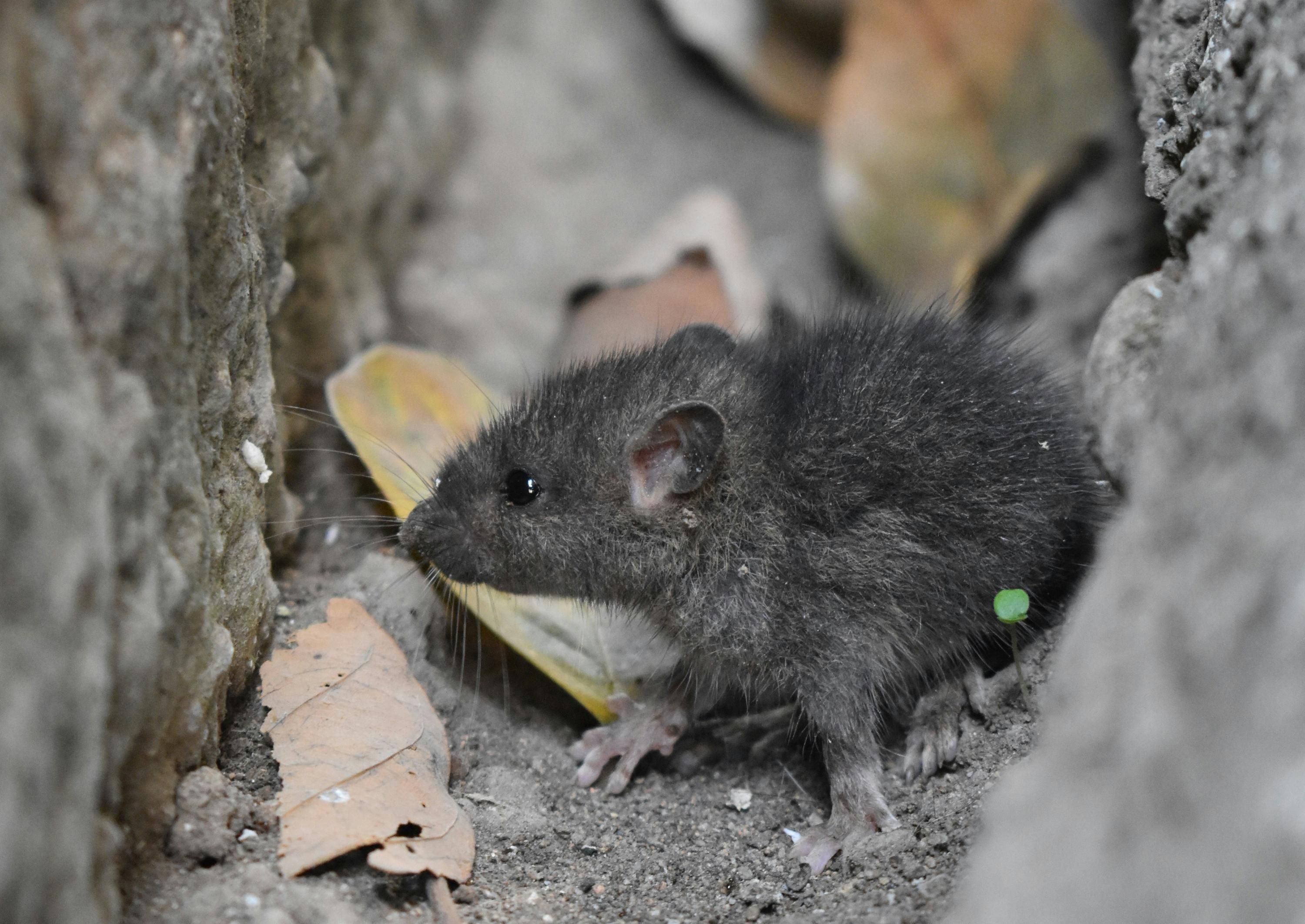 Как избавиться от мышей