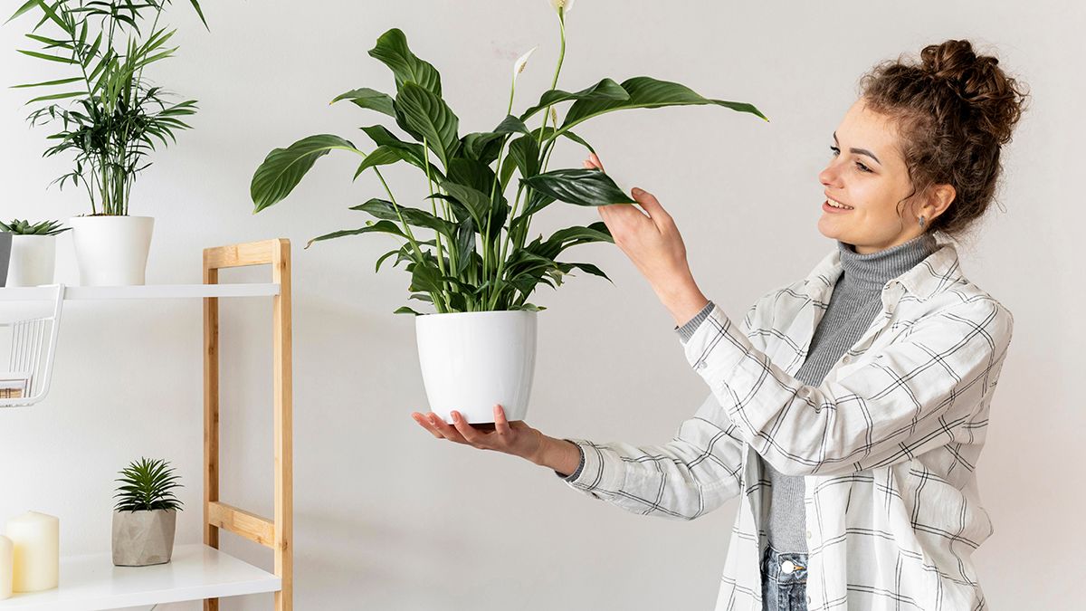 Молочное удобрение улучшает рост растений Молочное удобрение улучшает рост растений