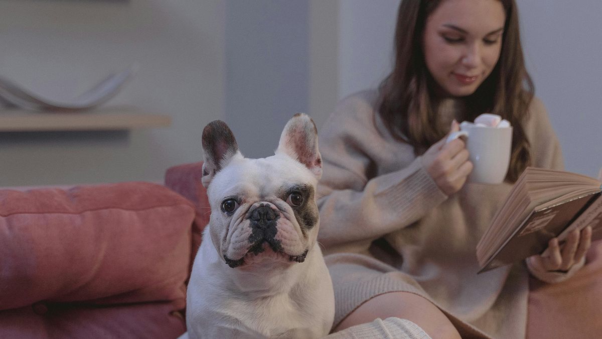 Вивести запах собаки доволі просто Вивести запах собаки доволі просто