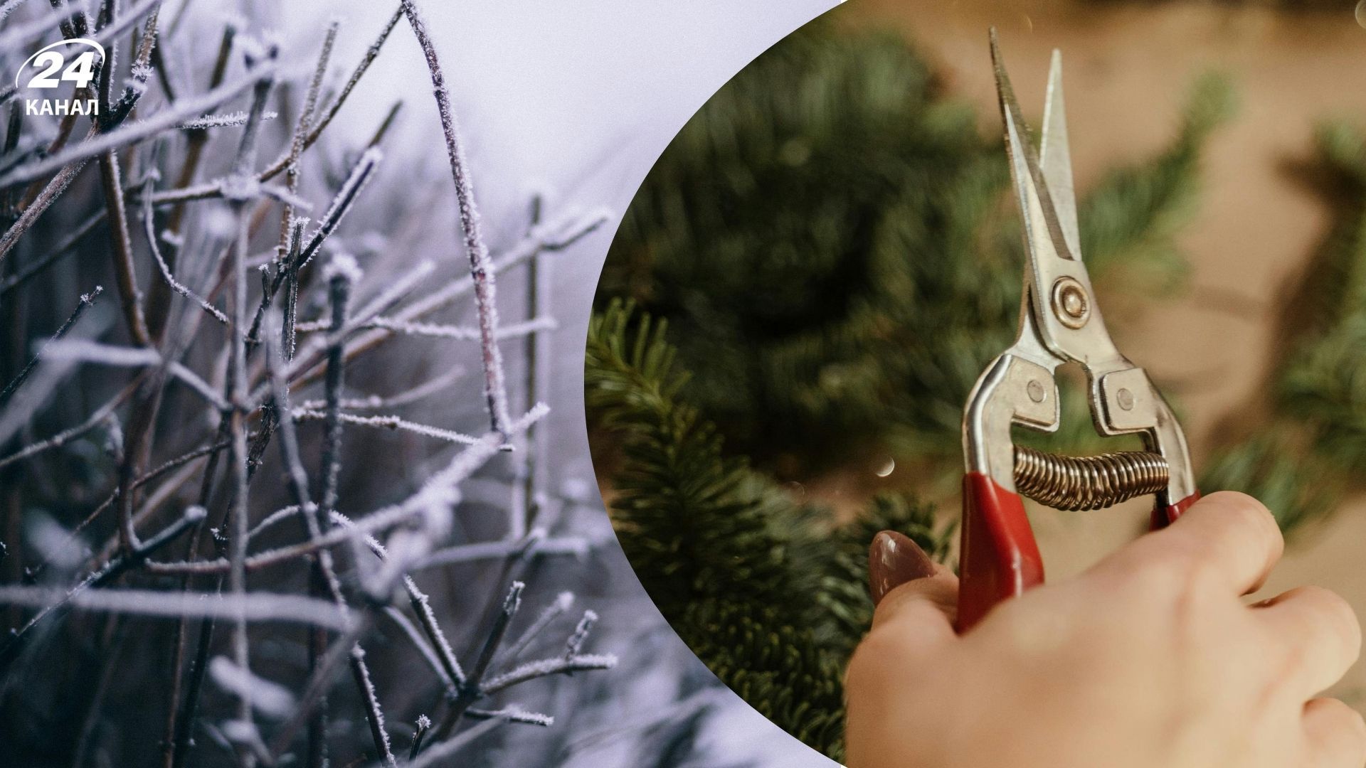 Нельзя обрезать в январе некоторые растения Нельзя обрезать в январе некоторые растения