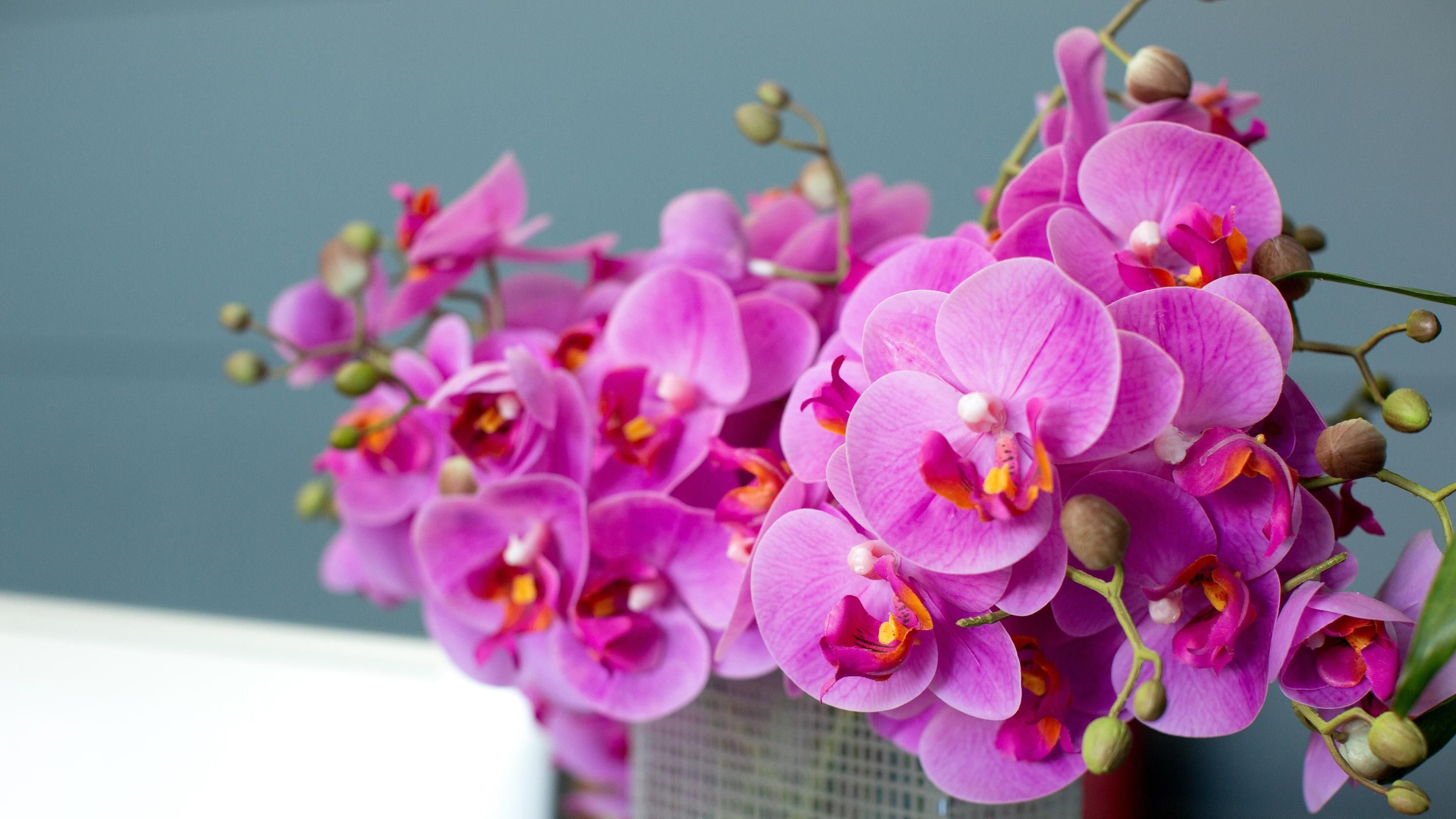 Названо правильний догляд за орхідеєю