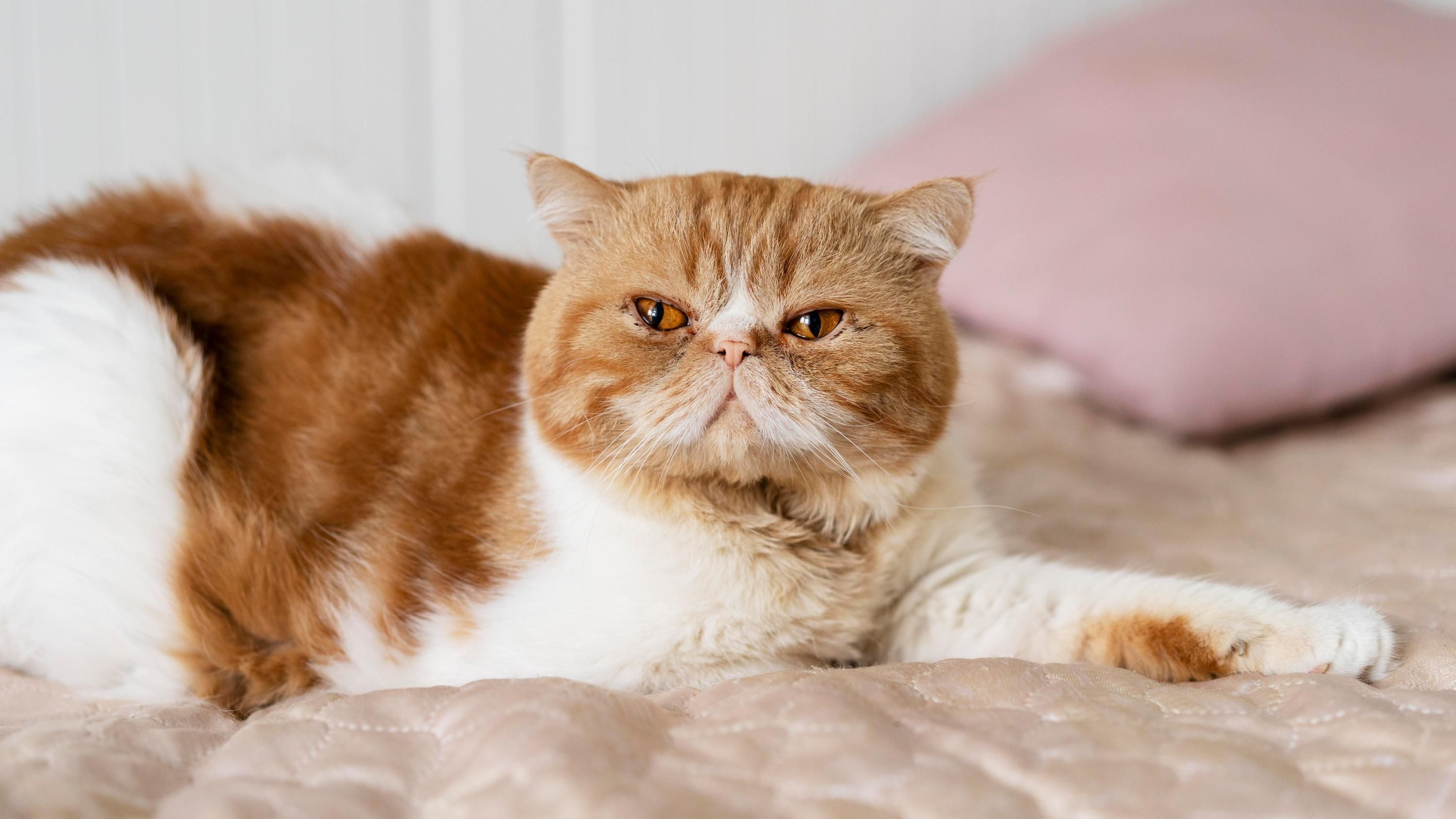 Прості лайфхаки, які приберуть шерсть тварин