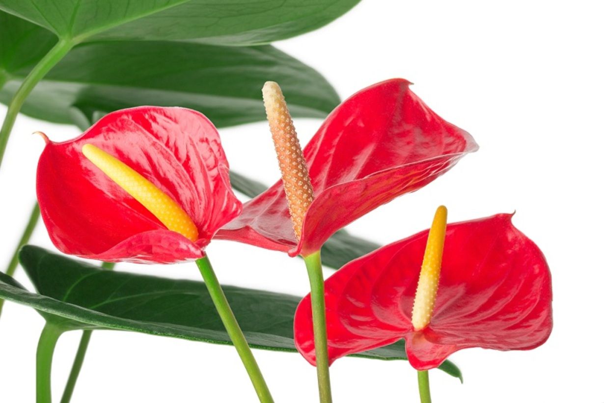 Антуріум –&nbsp;особлива квітка 