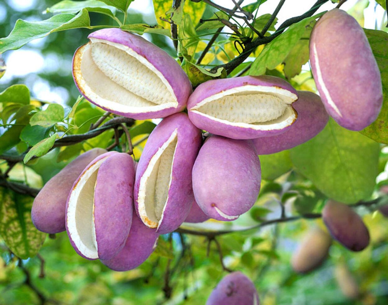 Чому всі захоплюються акебією 