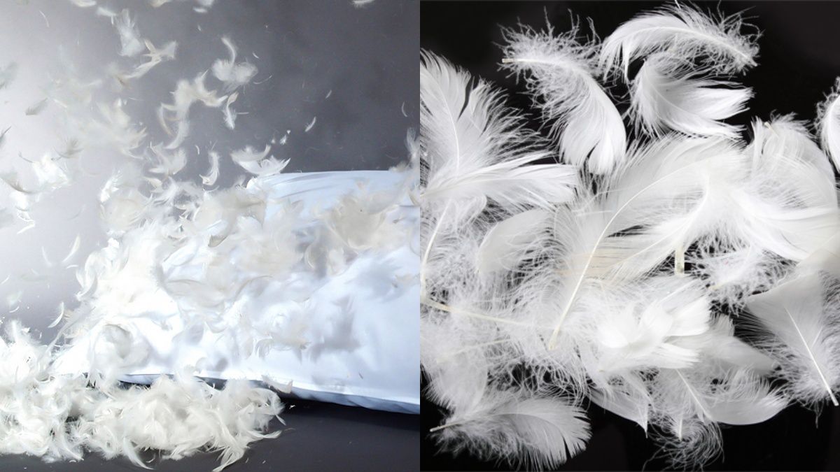 Перья из подушек могут стать удобрением