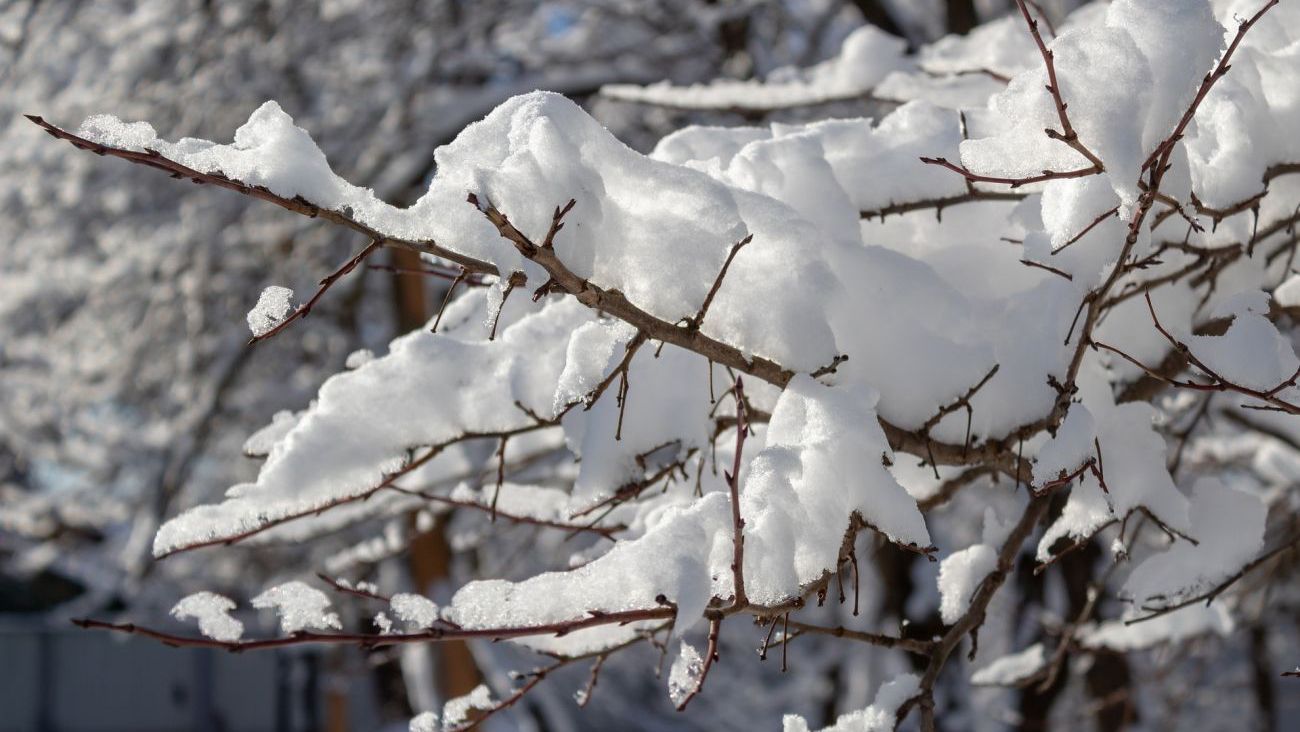 Сніг деякі гілки може зламами