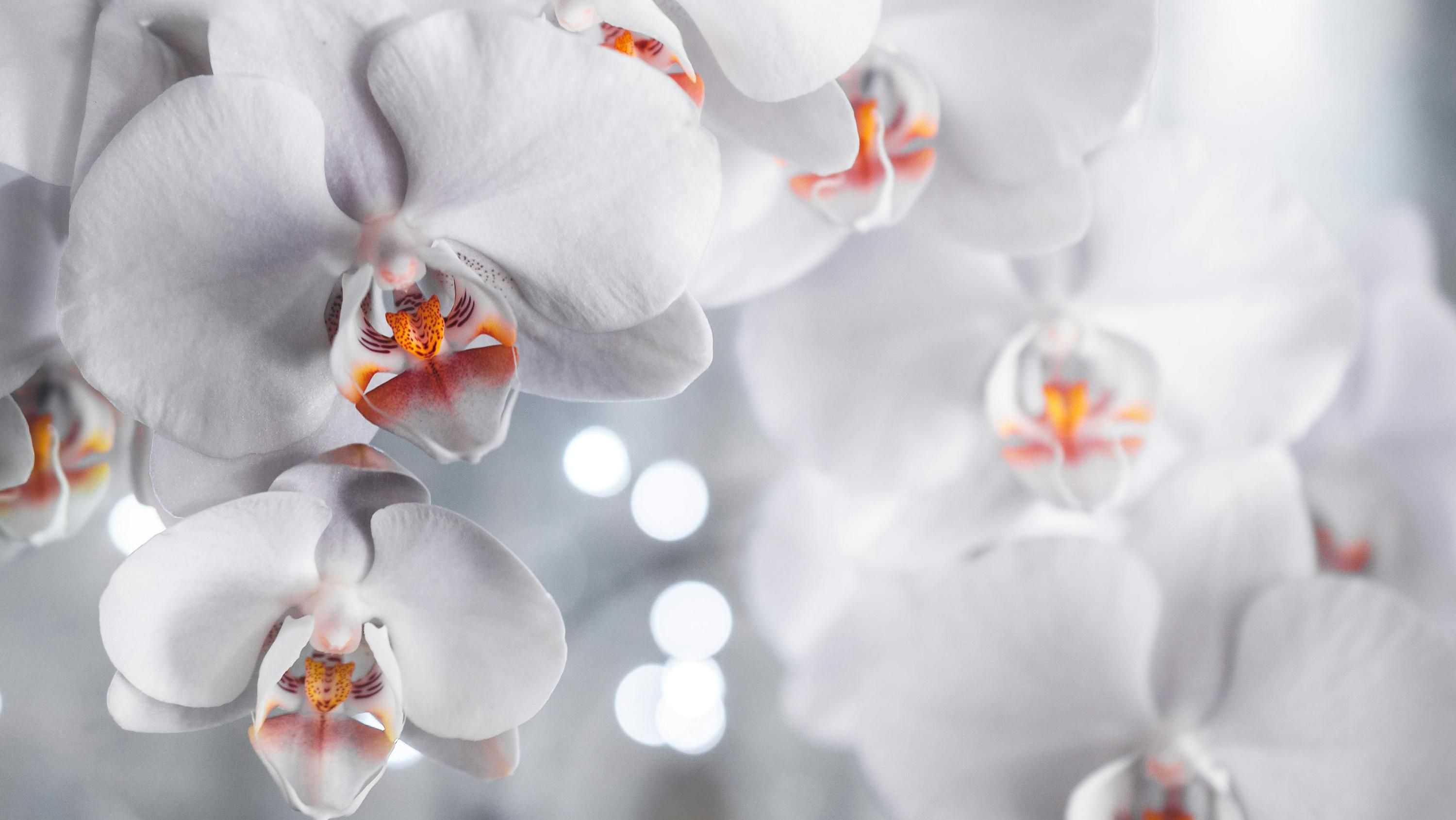 Рисовая вода подпитывает орхидеи