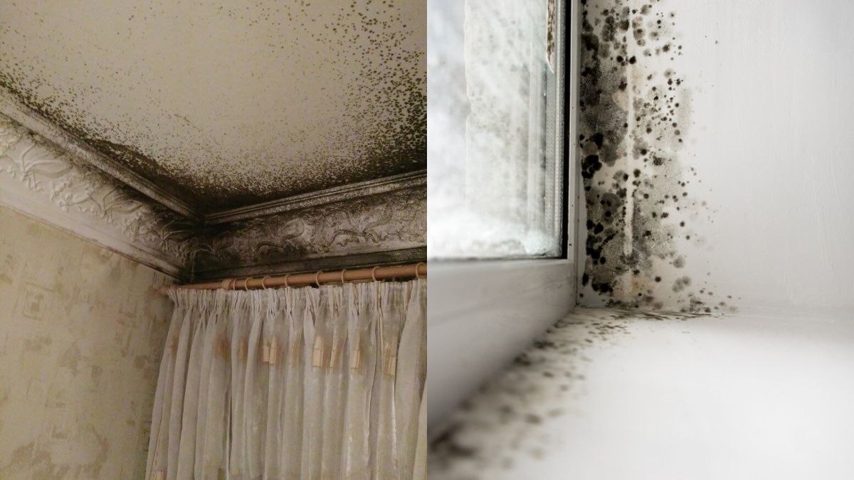 Простий засіб, який швидко виведе плісняву