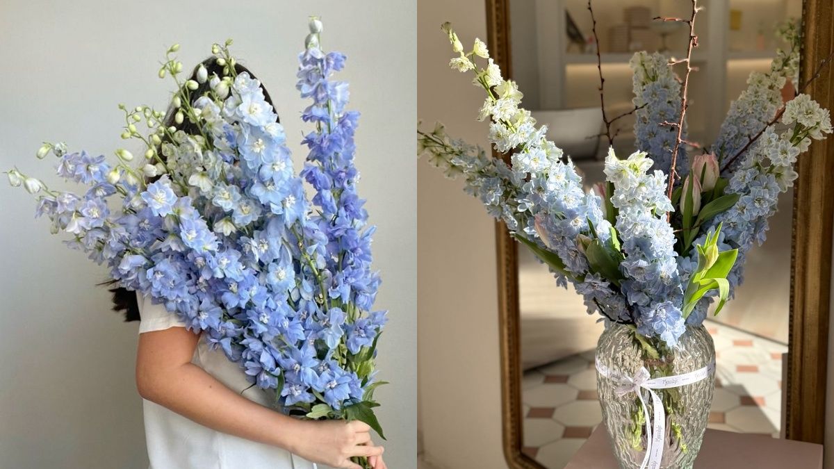 Дельфініуми вирощуються з насіння Дельфініуми вирощуються з насіння