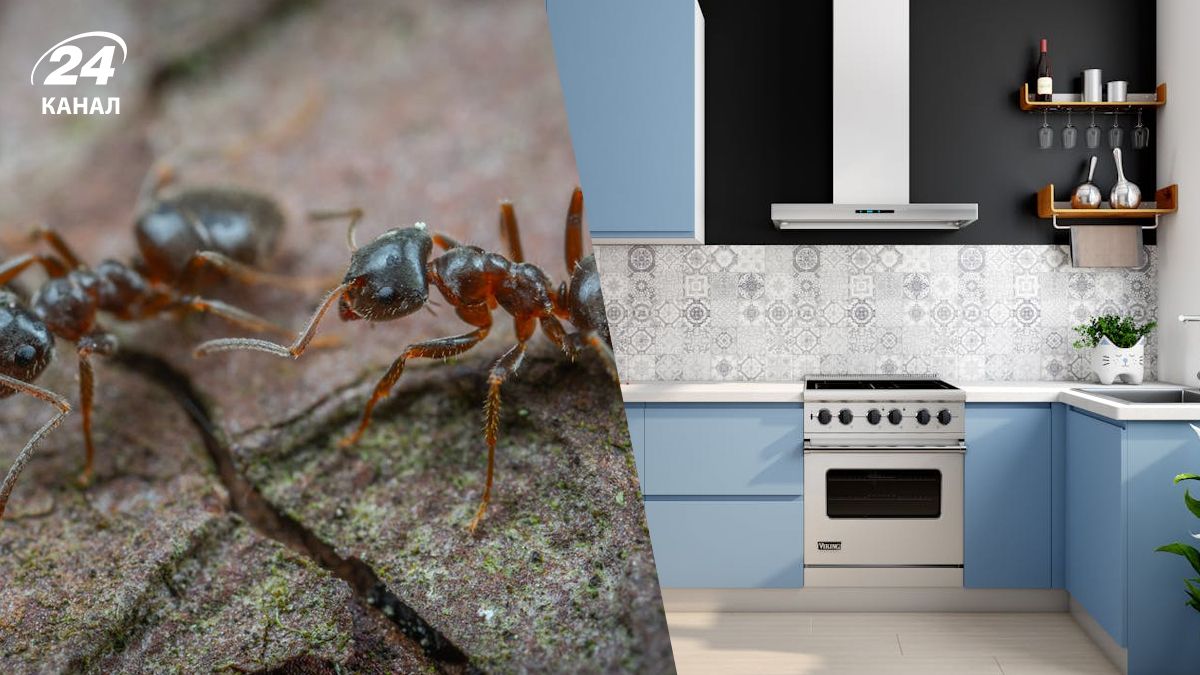 Муравьев можно прогнать из дома