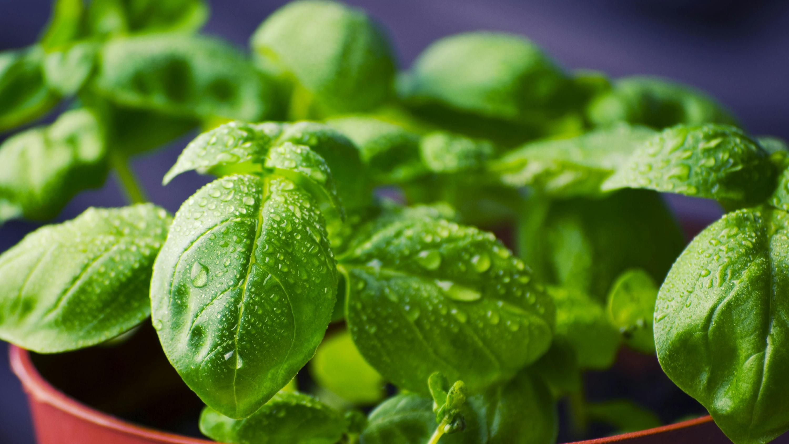 Рослини для весняної посадки, які приносять успіх