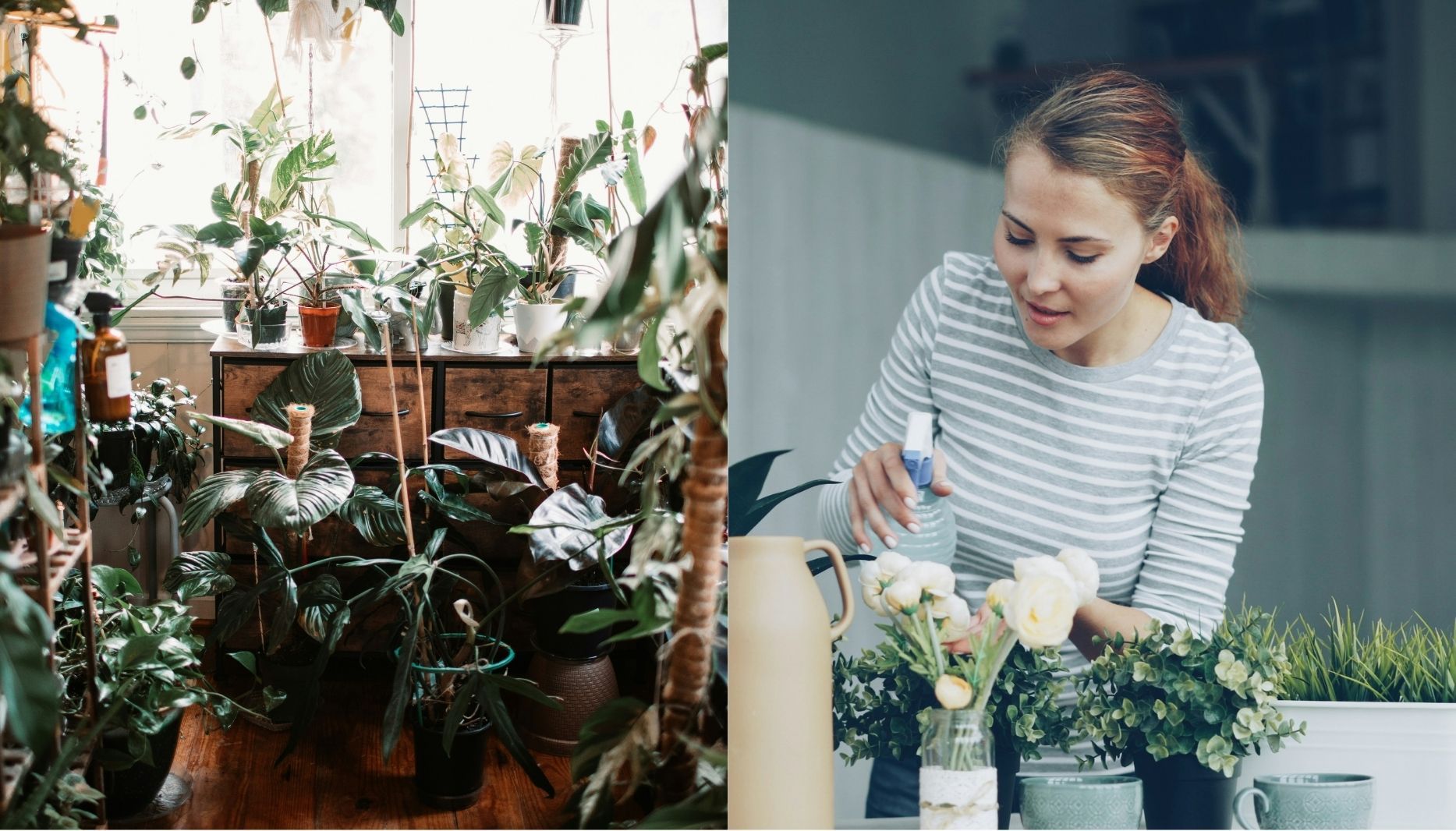 Яку рослинку купити для квартири