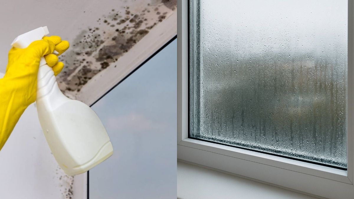 Простой метод устранения плесени и конденсата